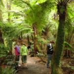 Malt Rest (Otway Park) - Rainforest walk